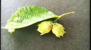 Green hazel nuts