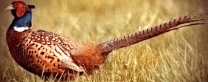 How to joint a Pheasant