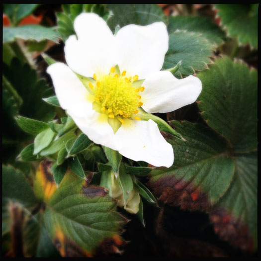 Strawberry flower - look out for this in spring