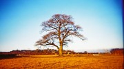 Oak makes a good climbing tree