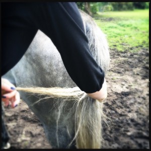 Getting horse hair